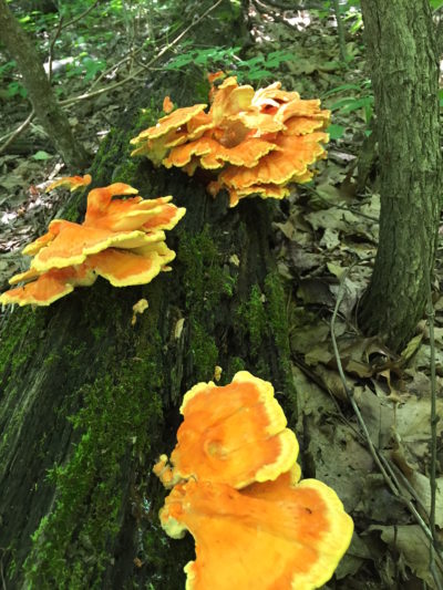 Chicken Of The Wood: Mycelium Fruit That Is Food And Medicine – Narrow 